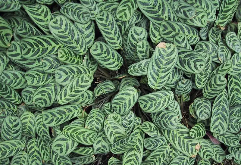 Lack of water - calathea leaves curling