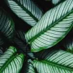 Calathea White Star: The #1 Care, Propagation, and Watering Guide