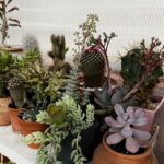 Find Out How to Choose the Right Succulent Pot (Easy Guide with Tips)