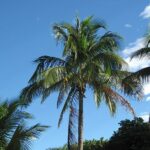 How To Differentiate Between Coconut & Palm Trees | The Ultimate Guide