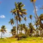 Coconut Vs. Palm Trees: Top Similarities and Differences You Need To Know