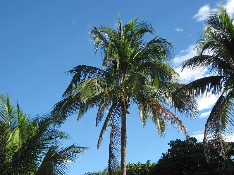 coconut tree vs palm tree