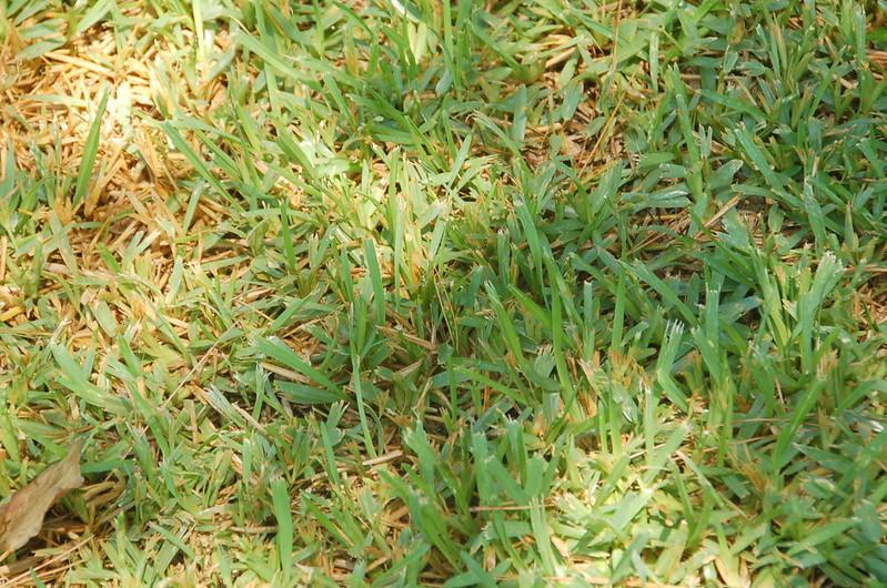 How to establish Buffalo grass lawn