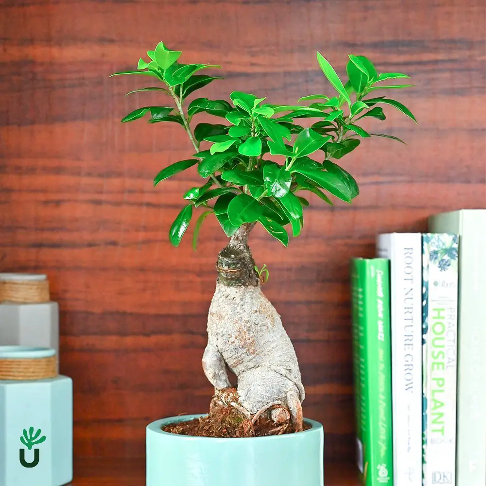 best indoor bonsai tree types how to care for them