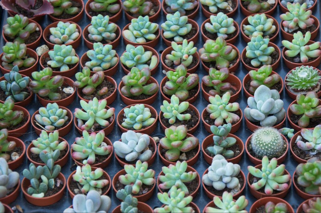 how to get rid of mold on succulents