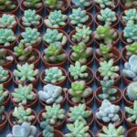 How to Get Rid of Mold on Succulents: A Comprehensive Guide