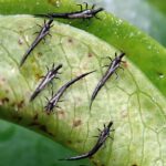 How To Get Rid Of Thrips On Houseplants For Good? The Ultimate Guide