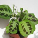 How To Propagate And Care For Prayer Plants | A Comprehensive Guide
