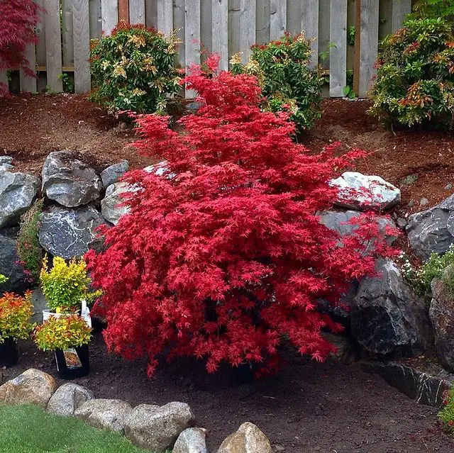 how to successfully plant and grow dwarf Japanese maple trees