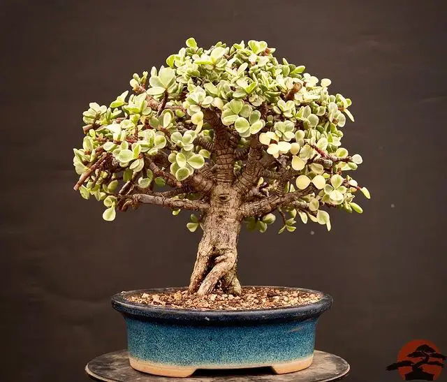 Jade bonsai tree - best indoor bonsai tree types how to care for them