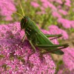 Do Grasshoppers Bite? Are They Dangerous? And Many More Fun Facts!