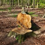 How To Kill a Tree Stump For Good? A Comprehensive Guide