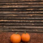 Pumpkins: Growth Time and Stages of Development From Seeds To Fruits