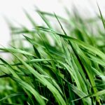 How To Trim Extremely Long Grass? A Comprehensive Guide