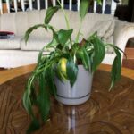 How To Save An Overwatered Peace Lily From Dying? A Comprehensive Guide