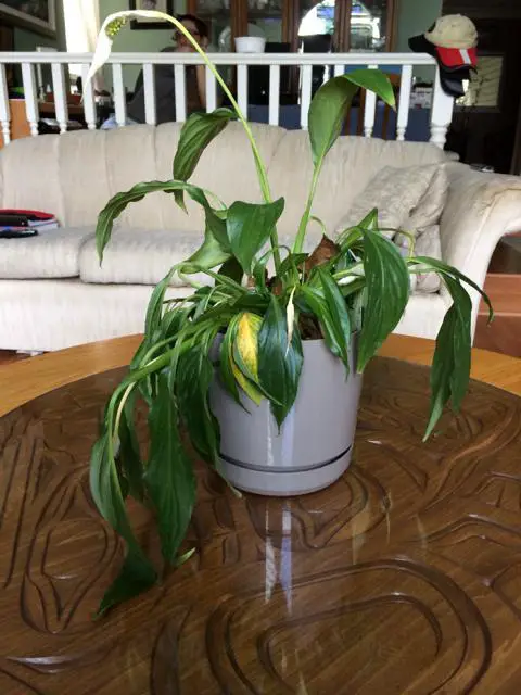overwatered peace lily