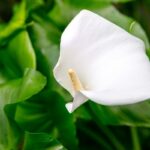 Here Is Why Your Peace Lily Flowers Are Turning Brown & How To Fix It Fast!