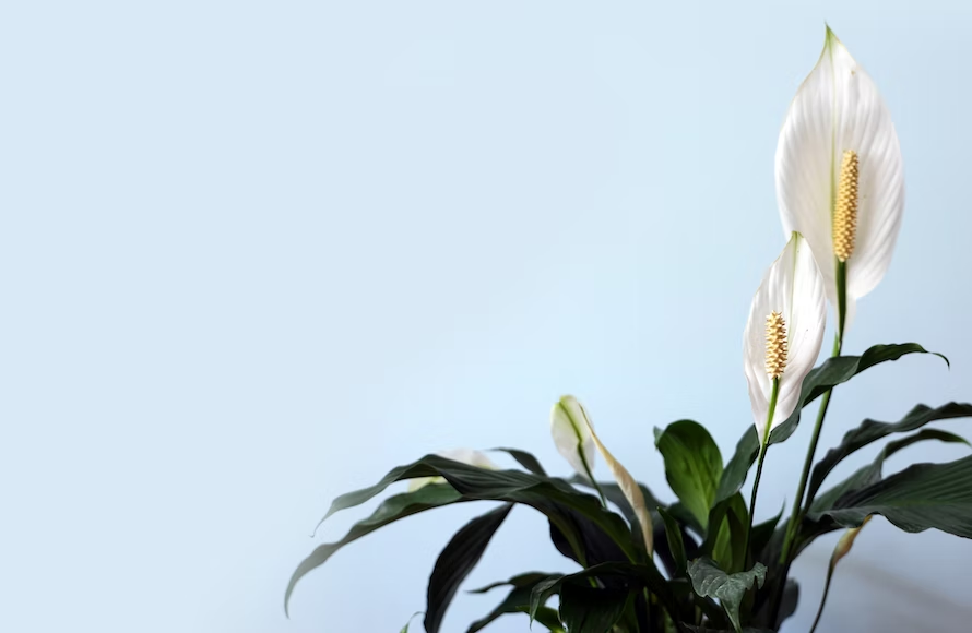 peace lily flowers turning brown