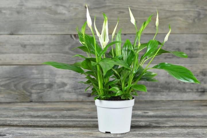 Stress - peace lily flowers turning brown or black