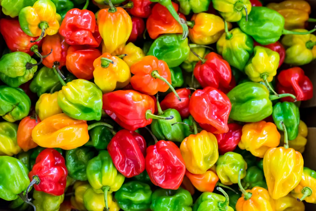 pepper fruit or vegetable
