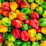 Peppers: Are They Fruits or Vegetables? All The Top Information You Need To Know