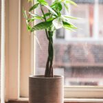 Dying Money Tree: Important Steps And Tips To Revive Your Plant