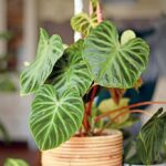 9 Stunning Rare Philodendrons; With Tips To Help Them Thrive