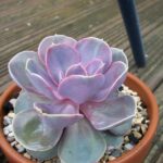 25 Beautiful And Easy To Grow Purple Succulents For Homes & Offices