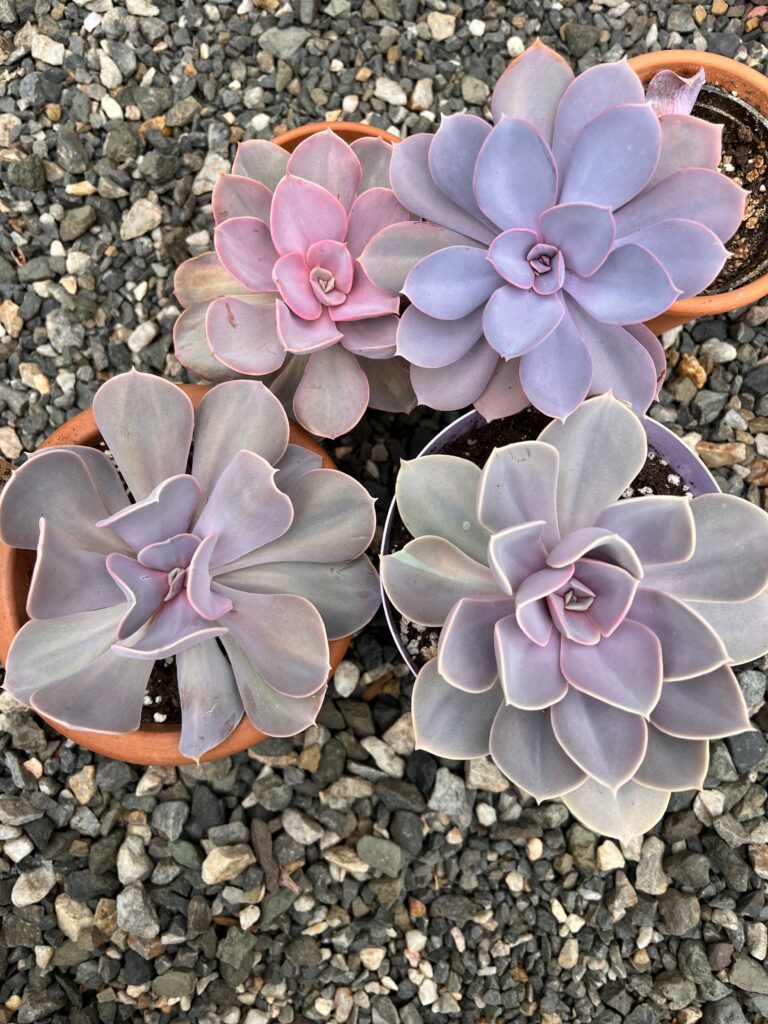 purple succulents