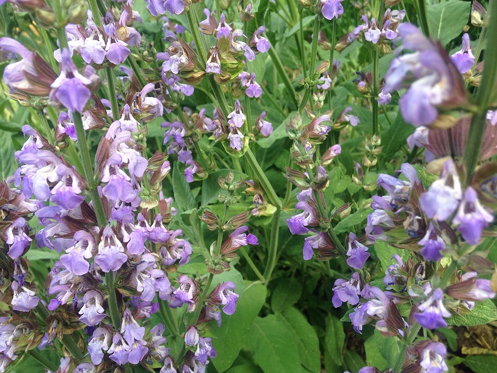 Sage - lavender companion plants