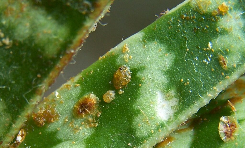 Scale insect infestation - how to get rid of mold on succulents