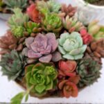 Succulents: Growing Indoors and Top 7 Shops To Buy Them Online