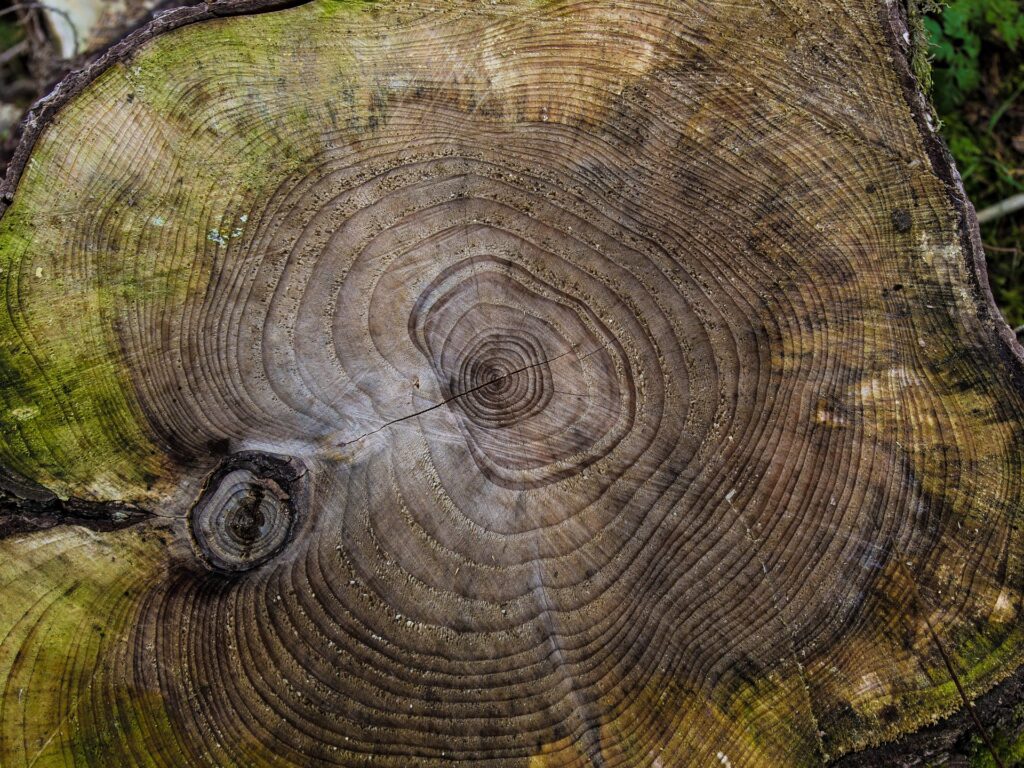 kill tree stump for good guide