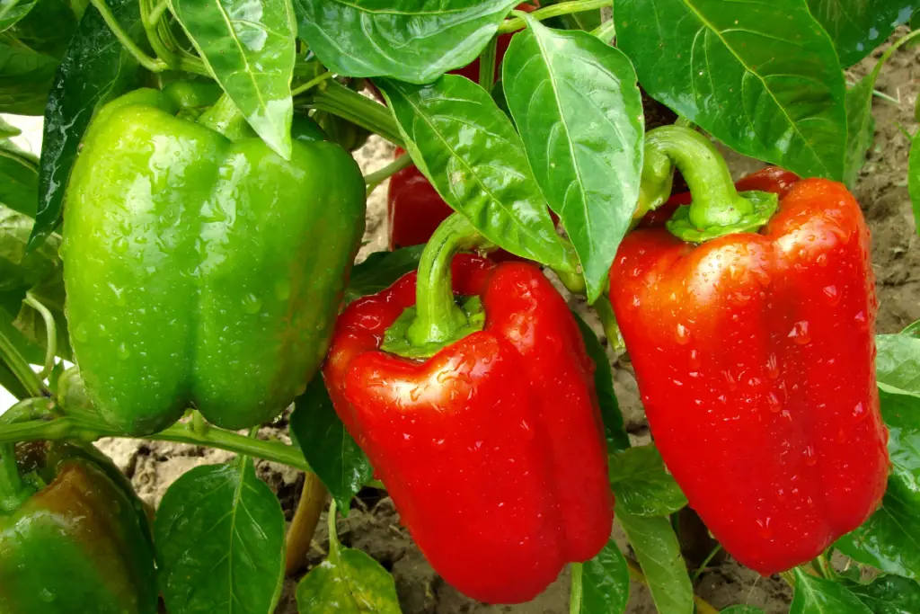 pepper fruit or vegetable