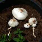 Mushrooms In Houseplant Soil? Here Is How To Get Rid Of Them For Good!