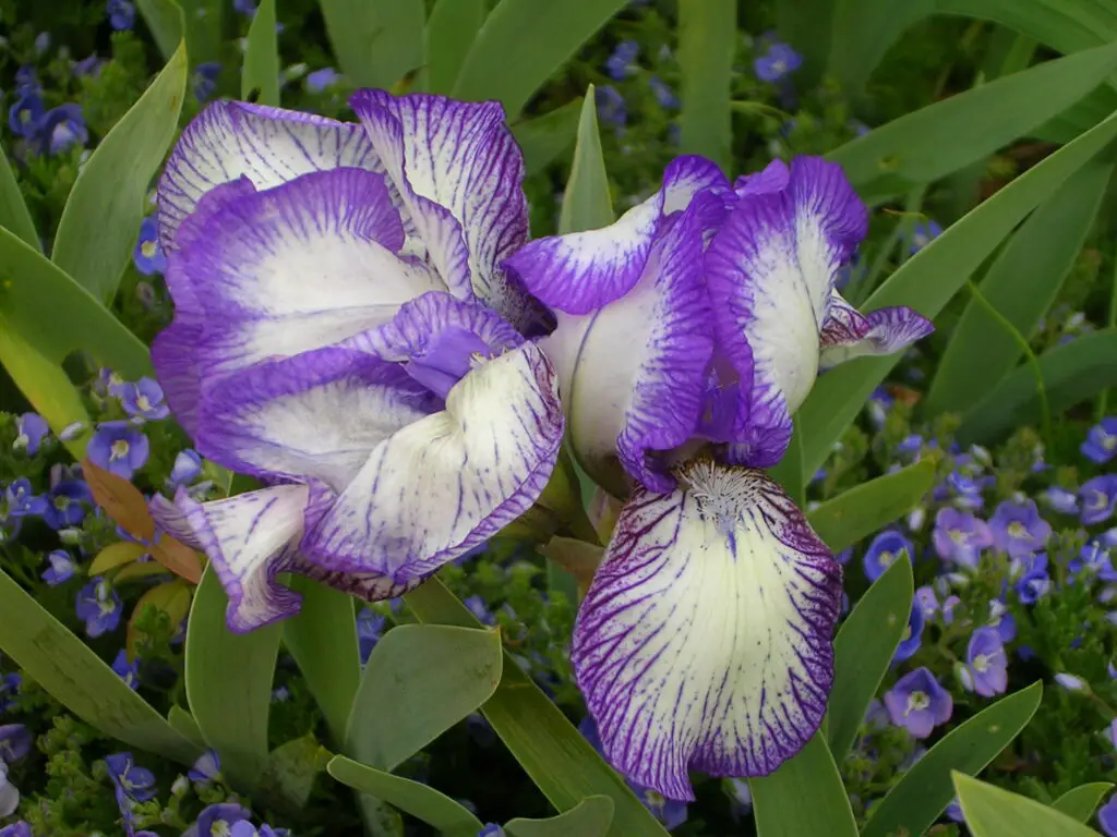 iris plants