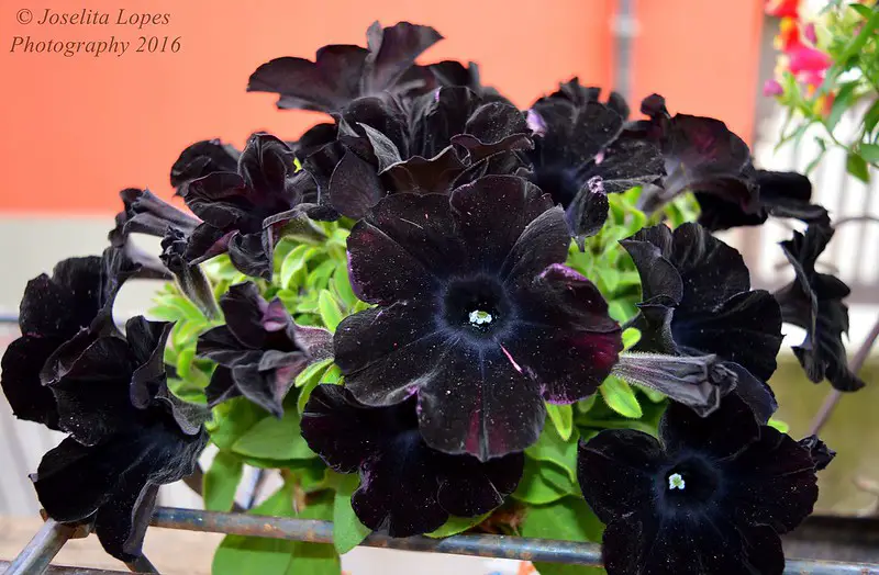 Black Plants