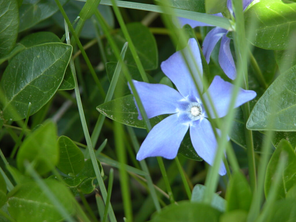 tiffany blue flowers
