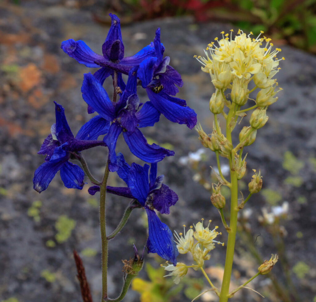 Navy blue flowers