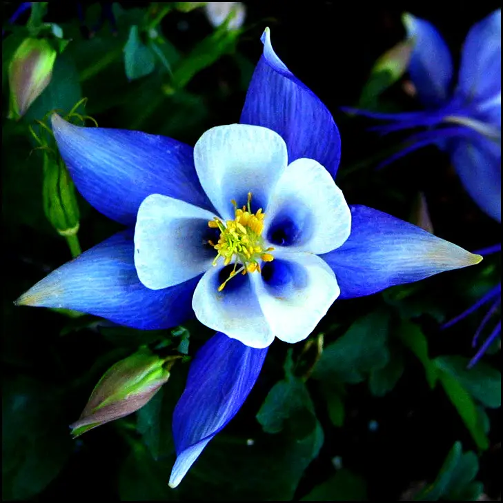 Blue Plants - 15 Unique Types Plants (Including Photos)