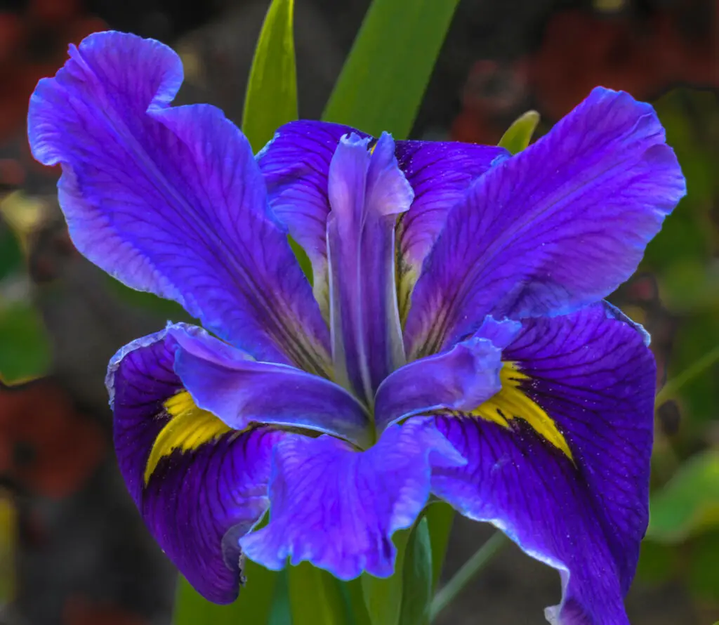 iris plants