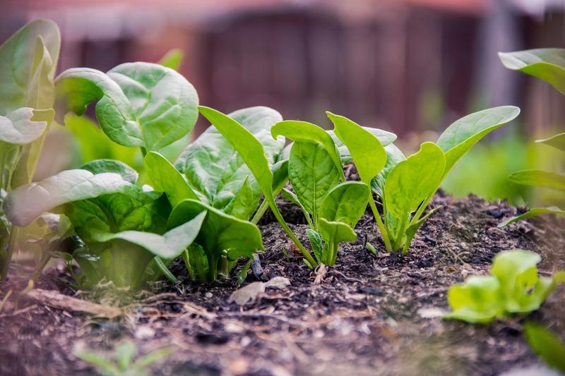 Are Soil Mites Harmful?