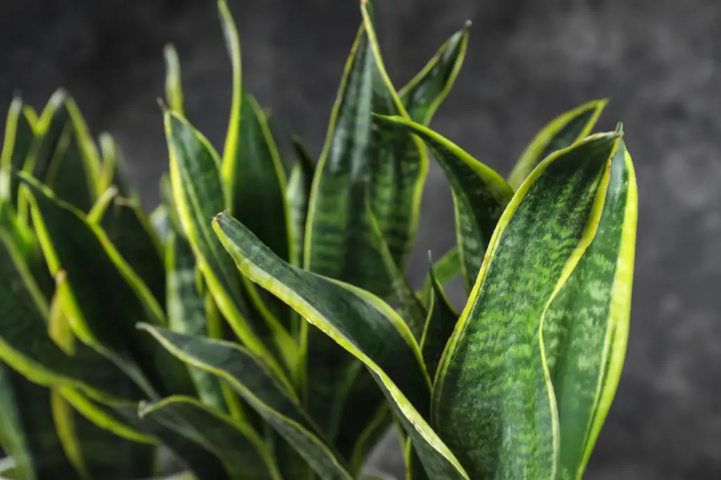 Can Snake Plants Be Under Direct Sunlight?