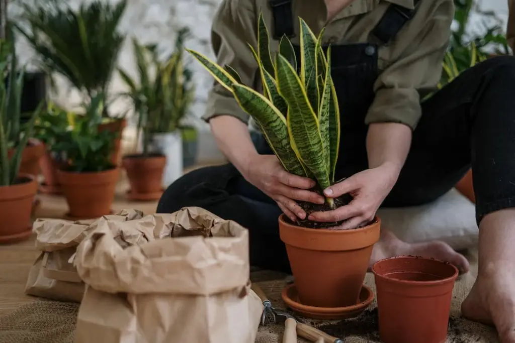 How Can Snake Plant Root Rot Be Treated?