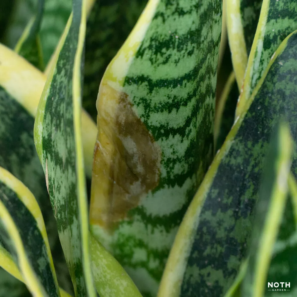 How To Avoid Snake Plant Fungal Diseases?