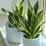 Snake Plant Light Requirements: How Much Does It Need? And More Important Information