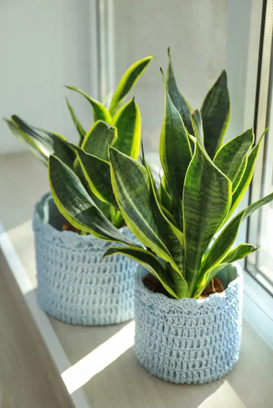 snake plant light requirements
