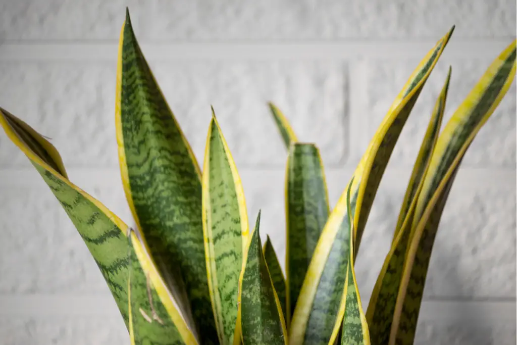 how to revive a dying snake plant