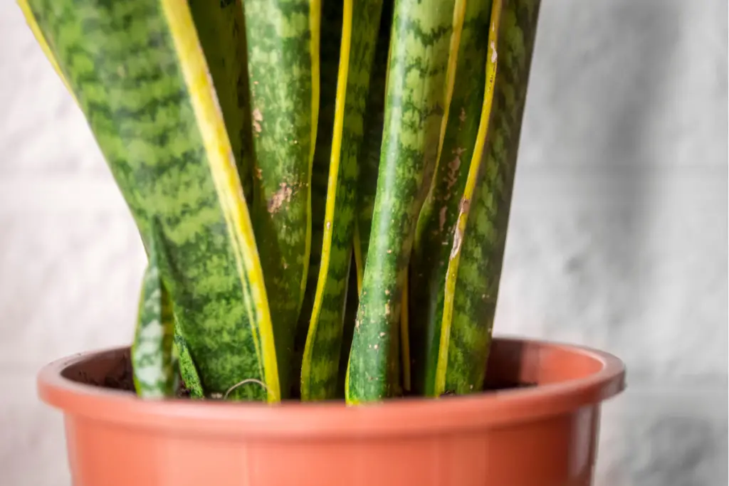 How to Avoid Snake Plant Pest Problems
