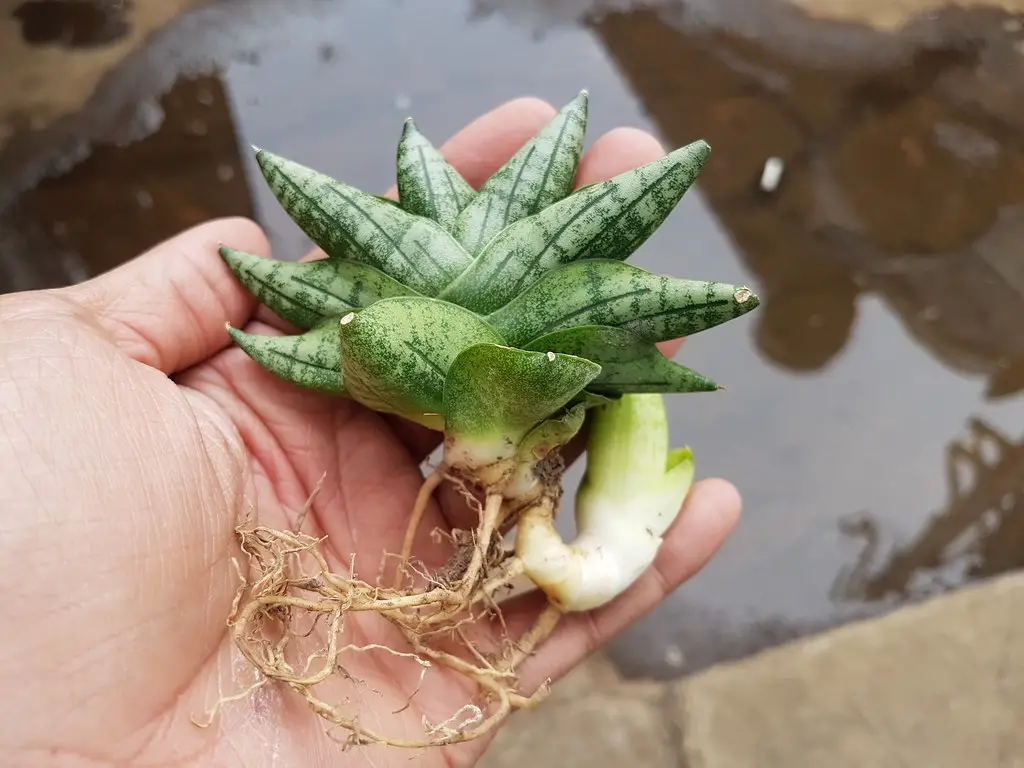 Second Method: Snake Plant Cuttings 